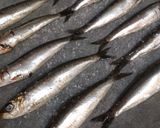 Foto del paso 1 de la receta: Sardinas al horno