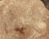 Foto del paso 1 de la receta: Bizcochuelo fácil de chocolate