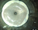 Foto del paso 10 de la receta: Crema de champiñones con crotones