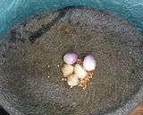 Foto langkah ke 1 dari resep Telur Kelapa Goreng.