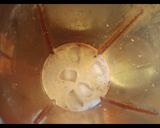 A picture of step 6 of Cold coffee.