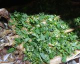 Foto del paso 3 de la receta: Sábalo despinado y zanahorias en hierbas frescas y cheddar
