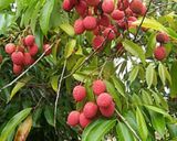 Une image de l'étape 2 de Jus🍹 litchi 🌴.