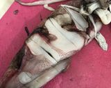 Foto langkah ke 1 dari resep Cumi Bakar Teflon.