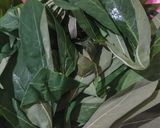 Foto langkah ke 1 dari resep Bobor Daun Singkong.