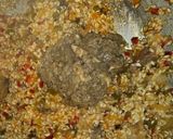 Foto del paso 6 de la receta: Arroz meloso de lagarto y setas