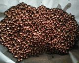 Foto langkah ke 1 dari resep Kacang Selimut Coklat.