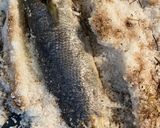 Foto del paso 2 de la receta: Corvina a la sal