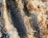 Foto del paso 2 de la receta: Corvina a la sal