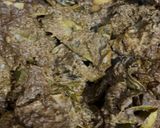 Foto langkah ke 6 dari resep Rendang Daging Khas Minang.