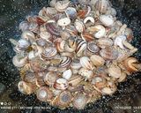 Foto del paso 3 de la receta: Caracoles secos con especias y alioli 🤤🤤🤤