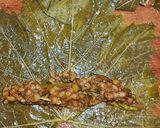 صورة لخطوة 9 من وصفة يالنجي