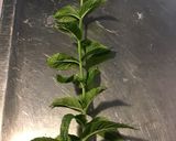 Une image de l'étape 3 de Melon charentais à la feta et menthe du jardin.