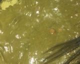 A picture of step 5 of Miyan kuka a.k.a baobab soup #northernsoupcontest.