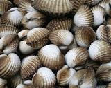 Foto langkah ke 1 dari resep Kerang kuah pedas.