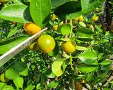 Hình bước làm 4 của món Bún cá