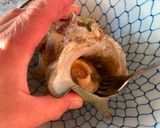 A picture of step 2 of Roasted Turban Shell.
