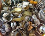 Foto langkah ke 4 dari resep Kerang saos pedas asam manis.