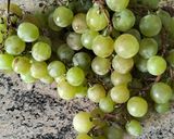 Foto del paso 1 de la receta Dulce de leche y uvas