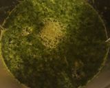 Foto del paso 2 de la receta: Tortilla licuada de verdura