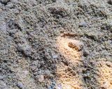 A picture of step 1 of Ragi nutty smoothie.