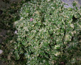 Foto del paso 4 de la receta: Matambre arrollado a mi manera