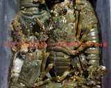 Foto langkah ke 1 dari resep Lobster saus pedas manis.