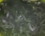 Foto langkah ke 4 dari resep Es Cendol Kecebong.