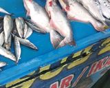 Foto langkah ke 2 dari resep Ikan Pindang Patin/kakap/Tongkol menu Sahur/Berbuka puasa.