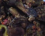 Foto langkah ke 6 dari resep Bebek Bumbu Hitam Madura.