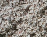 Foto del paso 1 de la receta: Salpicón de res