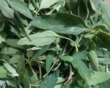 A picture of step 1 of Bathua parotha.