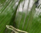Foto langkah ke 5 dari resep Pepes Ikan Lele.