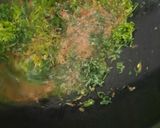 Foto langkah ke 3 dari resep Sayur Keladi Khas Pontianak.