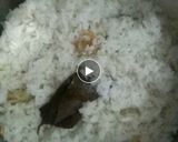 Foto langkah ke 2 dari resep Nasi liwet mentega.