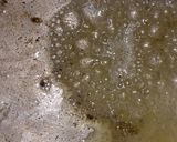 Foto del paso 12 de la receta: Crema de champiñón a base de salsa bechamel