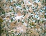 Foto do passo 3 de Filé de Pirarucu gratinado😋🤩