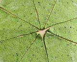 A picture of step 7 of Palak Aata Namkin.