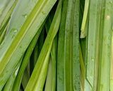 Foto langkah ke 3 dari resep Jus pandan/endapan pandan.