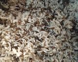 A picture of step 4 of Khichdi (Urad Dal Khichdi).