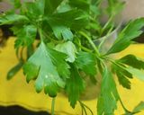 Foto del paso 3 de la receta: Papas chicas o papines a la provenzal (salteados y aplastados)
