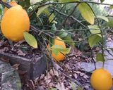A picture of step 2 of California Farm Lemon Zest Bread.