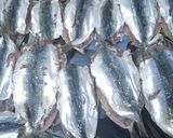 Une image de l'étape 2 de Filet de sardine au four.