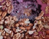 Foto del paso 3 de la receta: Galletitas nutritivas de frutos secos 🍪 sin azúcar agregado ni harinas 🌱pocos ing. 🇦🇷