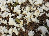 Pasticho de berenjena