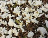 Foto del paso 4 de la receta: Pasticho de berenjena