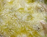 A picture of step 2 of Churma laddoo.