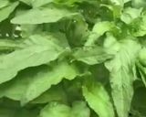 Foto langkah ke 1 dari resep Spinach tofu.
