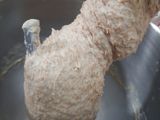 Roti tawar kulit gandum / wheat bran / coarse bran