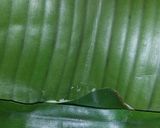 Foto langkah ke 6 dari resep Kue mendut aka bugis ketan dg tutorial bungkus daun.